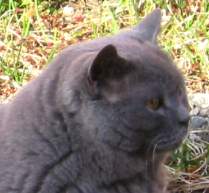 Click to go to Bamse's page