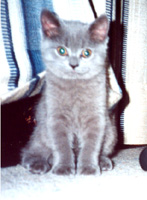 Bamse 10 weeks old