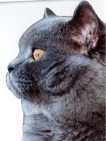 Bamse