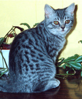 Belinda