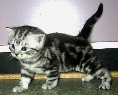 Bonita 3 weeks old