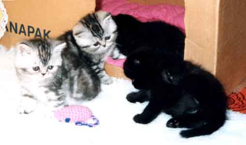 C - kittens