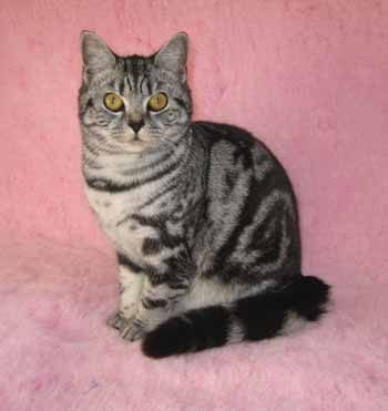 Lizzie (Bonita de Bellissimo)