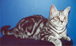 Micio de Bellissimo, 5 months old