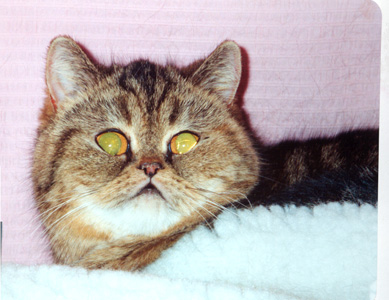 Mosse