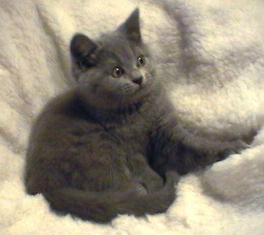 Nicco 10 weeks old
