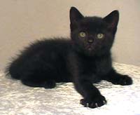 Quincy 6 weeks old