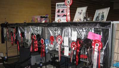 Cat show in Molde 2005