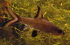 Slvhai