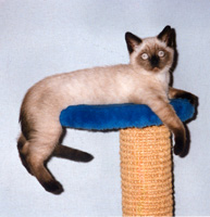 Tino