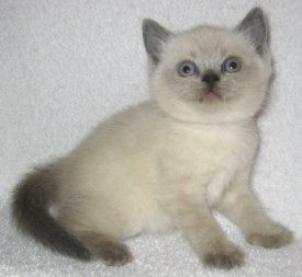 Unico 4 weeks old