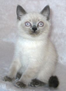 Unico 8 weeks old