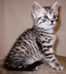 Xanzita 6 weeks old