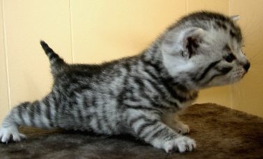 Xeros 3 weeks old