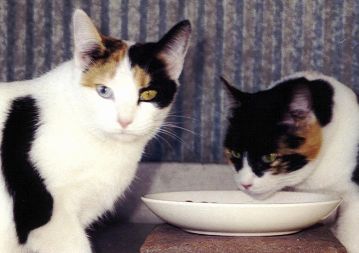 These girls LOVE to eat!