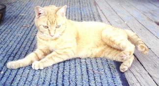 Sweet kitty.