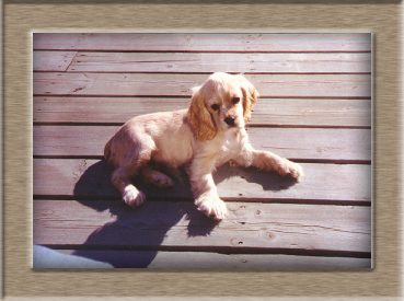 Murphy