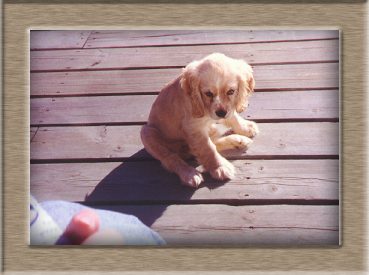 Murphy