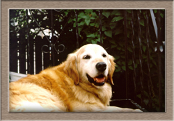 Mitzie