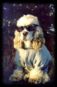 murphy