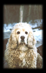 murphy