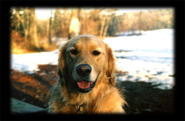 Sparky