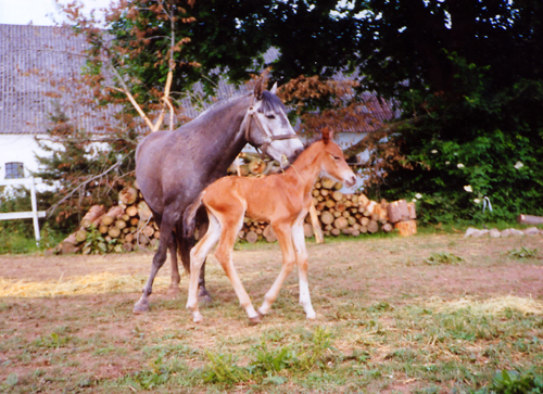 Gideon Star