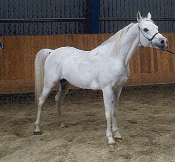 Zafa El Masri
