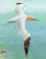 Gannets are amazing, and there are so many of them living at Muriwai.