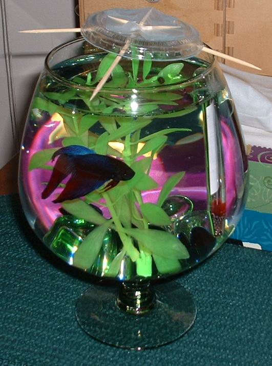 Gemma Betta