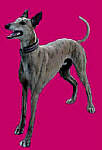 Homes for Hounds, OR