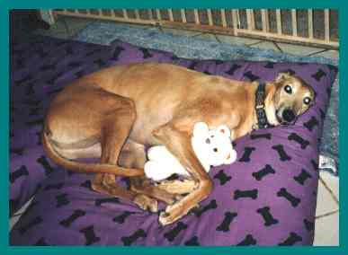 Odie and his stuffie