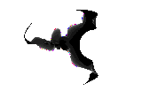 Shadow