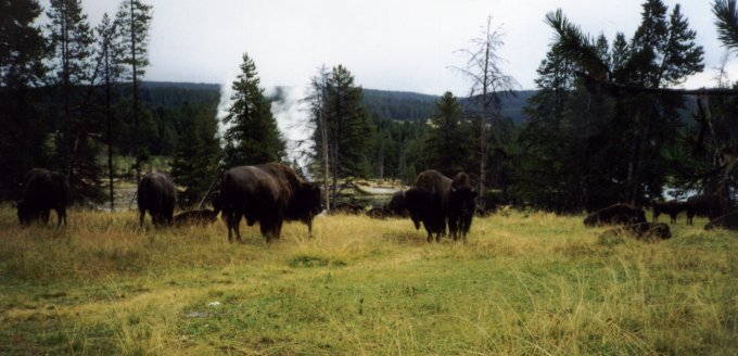 some bisons