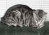 silver.jpg (33438 bytes)