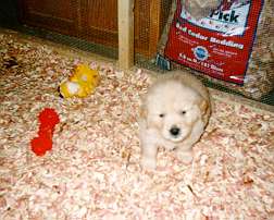 pup6wks1.jpg