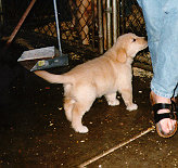 pups8wk.jpg