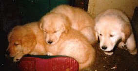 pups8wk1.jpg
