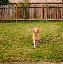 Smiley waiting for the ball to be thrown