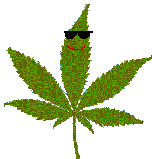 CLICK FOR THE 4:20 PAGES