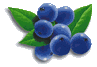 bleuet1.gif (3175 octets)