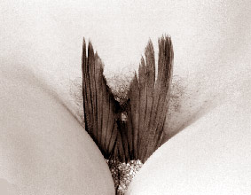 Pofte 4