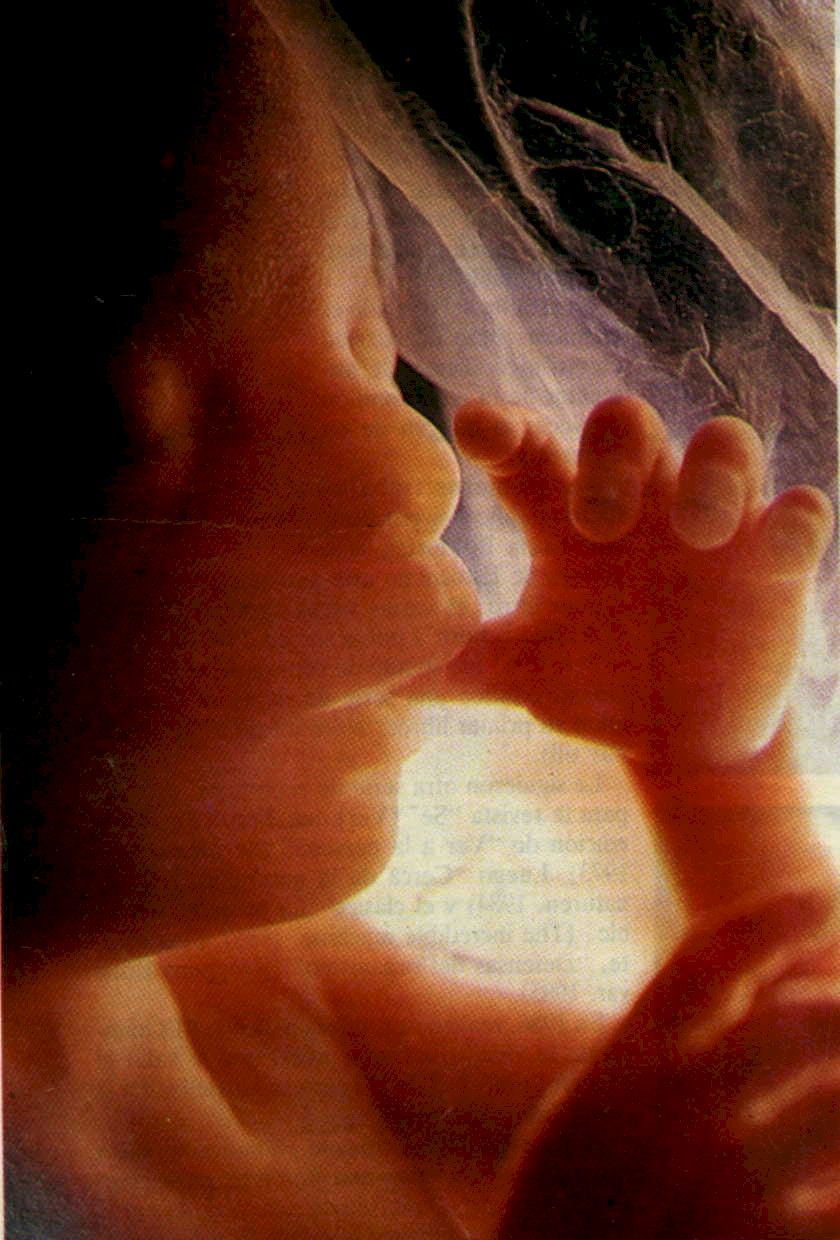 Se�or, hoy he nacido