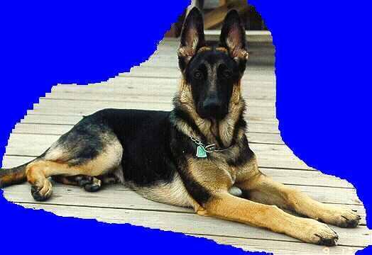 Peto's Regal Bearing