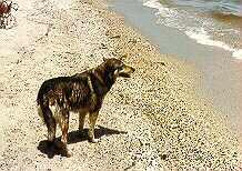 Windy Ready To Retrieve