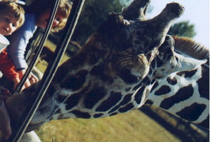 giraffe.jpg (36923 bytes)