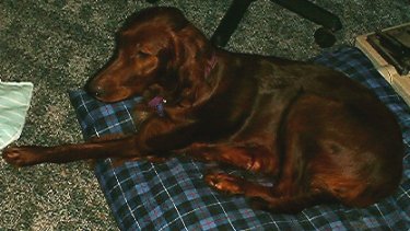Irish Setter mother