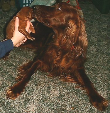 Irish Setter father with one of his puppies.