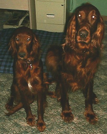 Irish Setter mother and fathter.