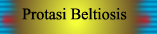 Protasi Beltiosis
